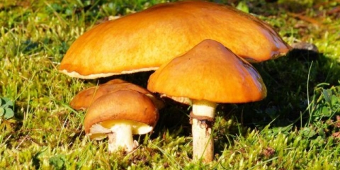 Kako sačuvati ulje do sutra i za zimu